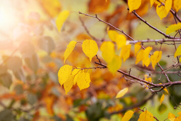 Yellow and orange leaves in the forest on the trees in sunny weather