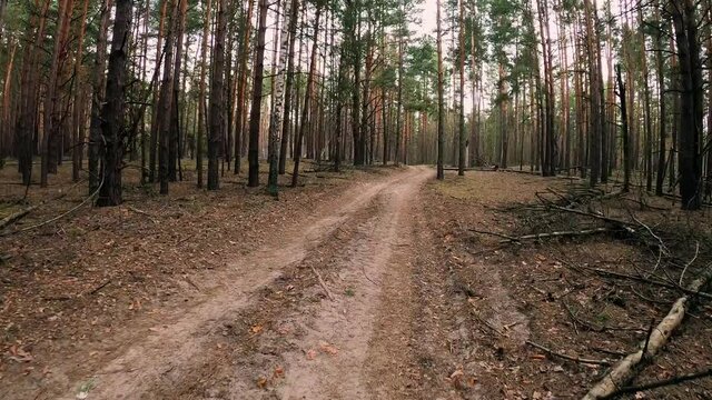 Czechoslovakian wolfdog runs along a forest road, dog Running through forest on dusty pathway dry leaves ground