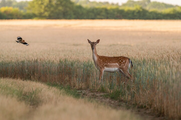 Curious deer in the golden wheat agriculture