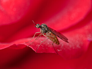 Fly on red rose leaf, Fliege auf roter Rose