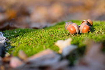 the acorn lies on the green moss of the autumn forest. early spring in the forest. a group of acorns, green forest moss and dry leaves. Oak Grove. close-up, natural background and place for text