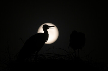 White stork silhouette with full moon in the background