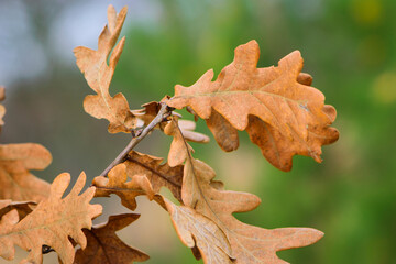 oak autumn leaves close-up for background. Oak Grove. Autumn background with dry oak leaves. Colorful background. nature, leaves in the forest or in the park. Selective focus, space for text.