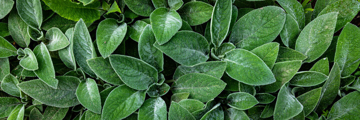 Fototapeta premium Green leaves