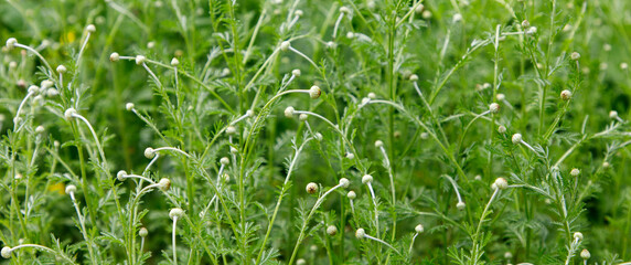 green grass in the wind