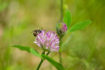 bee at work on clover flower collecting pollen. bright delicate pink clover flower, honey bee. macro nature, wild wildflower, useful insect, spring or summer sunny day, close-up. natural background