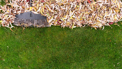 Pile of fall leaves with fan rake on lawn - obrazy, fototapety, plakaty