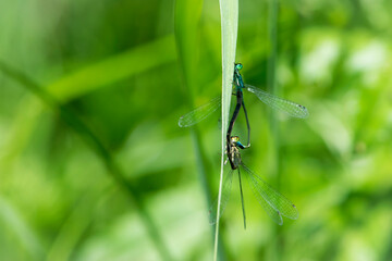 Coenagrion puella. two dragonflies on a green grass. a pair of dragonflies mate in a bright and green natural environment. close-up. light green background. blue and yellow dragonfly. place for text