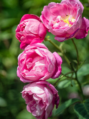 Blooms of English Rose 'Corvedale' (Ausnetting) bred by David Austin