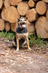 hunting dog, man friend, happy dog, dog in the woods, 