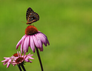 Monarch butterfly perched on a pink echinacea plant in the summer garden