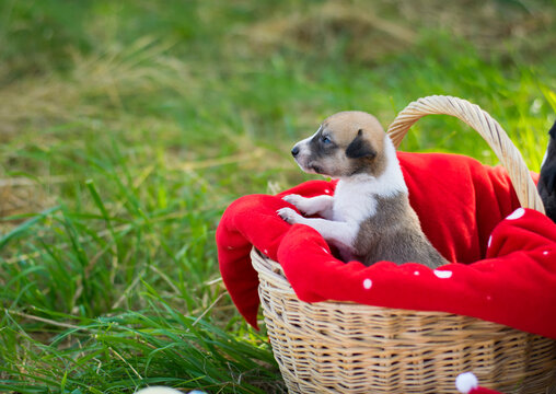 small redhead dog sits in a basket. red blanket and redhead dog. veterinary concepts, pet animal, favorite, pet care. cute puppy plays in nature. Cute red-haired female puppy in an Easter basket