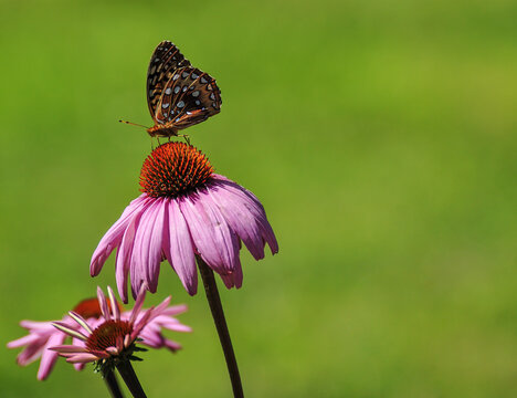 Monarch butterfly perched on a pink echinacea plant in the summer garden