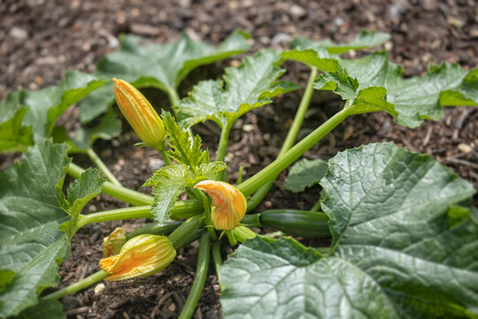 Flowers and fruit on a Cougette 'Sure Thing' in a vegetable garden