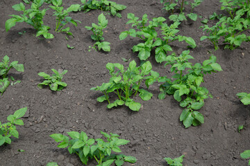 Green potato leaves on the field.Growing potatoes. Agriculture.