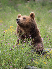 Portrait d'ours brun dans la végétation en fleurs