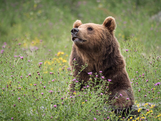 Fototapeta premium Portrait d'ours brun dans la végétation en fleurs
