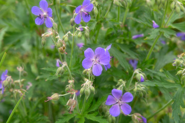 Forest geranium.Geranium blooming in the meadow. Blue geranium flowers.