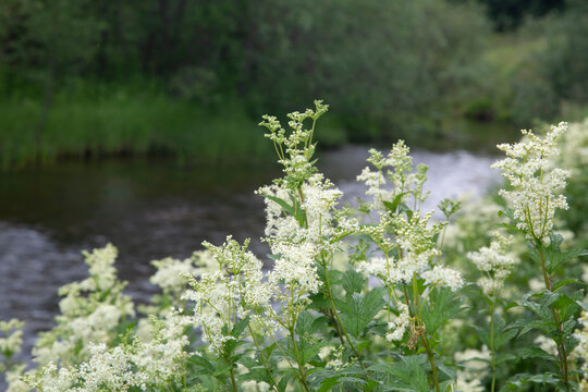 Meadowsweet, which grows on the river bank .White flowers of meadowsweet.