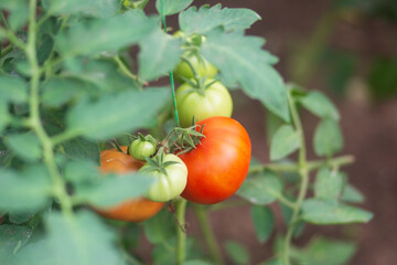 Tomatoes grown in a greenhouse.A good harvest of tomatoes.
