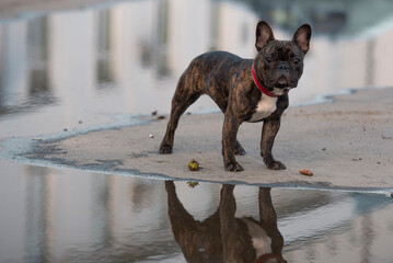 A French bulldog with a red collar in the open air by the water. Reflection in the water.