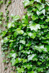 ivy on wall