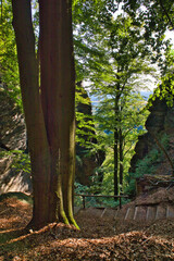 Fototapeta premium Blick durch grüne Buchenwälder auf Sandsteinfelsen und Wanderweg mit Treppen im Elbsandsteingebirge, Bad Schandau, Landkreis Sächsische Schweiz-Osterzgebirge, Sachsen, Deutschland
