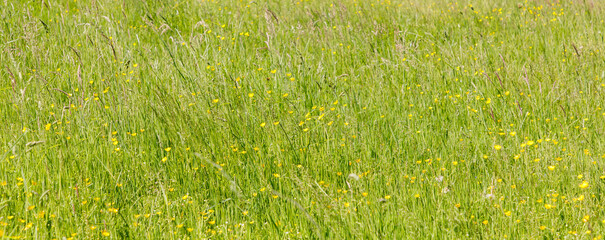 green grass background