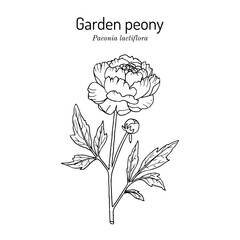 Chinese peony or common garden peony Paeonia lactiflora , state flower of Indiana - obrazy, fototapety, plakaty