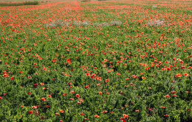 Meadow grass and red poppies,