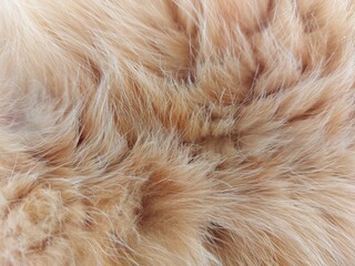 Background from natural fur of a domestic cat of a red striped color.