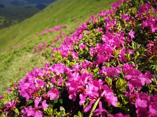 Rhododendron flowers in the mountains - alpine flora