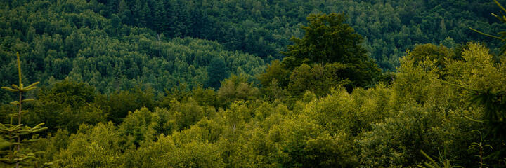 forest in the mountains