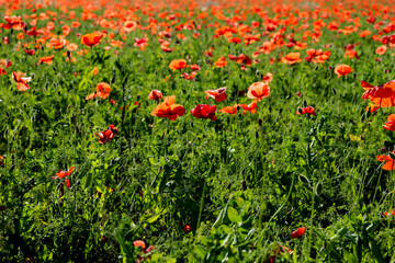 Meadow flowers, red poppies and ivan tea