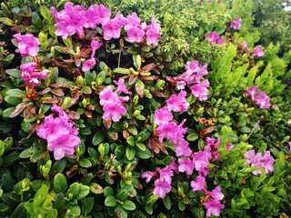 Rhododendron flowers in the mountains - alpine flora