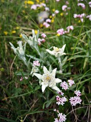 Leontopodium nivale, commonly called edelweiss. Alpine flora. Alpine meadows