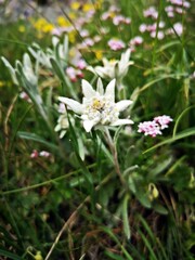 Leontopodium nivale, commonly called edelweiss. Alpine flora. Alpine meadows