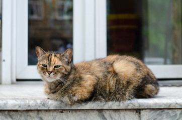 The spotted cat is sitting on the street. The street cat is walking. A wandering pet.