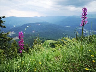 Early purple orchid in the mountains. Alpine flora. Orchis mascula (L.) L.  Orchidaceae
