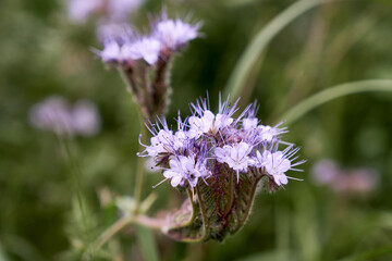 Flowering Phacelia in a close-up