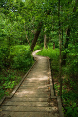 Fototapeta premium Woodpecker Trail from W Coal Creek