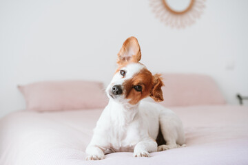 cute lovely small jack russell dog resting on bed during daytime. Funny ear up. Pets indoors at home - 443709027