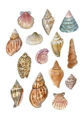 Sea shells collection. Watercolor hand drawn shells set. Can be used as print, postcard, packaging  design, textile, illustration, element design and so on.