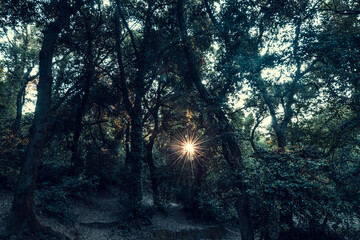 Sunlight rays peeking through the trees in the forest at sunset. Monte Mario, Rome, Italy.
