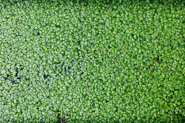 Duckweed plants