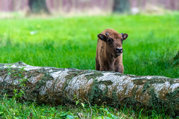 Inside Bialowieski National Park, untouched by human hand