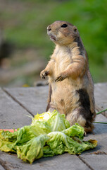 Prairie Dog (Cynomys ludovicianus) standing near of a salad on wooden planks 
