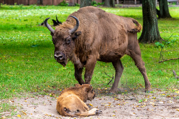 Inside Bialowieski National Park, untouched by human hand