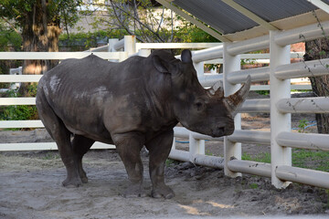 Rhino in the zoo enclosure © Светлана Беляева