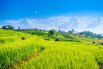 landscape Terraced Green paddy Rice field with bamboo hut, Chiang Mai, Thailand